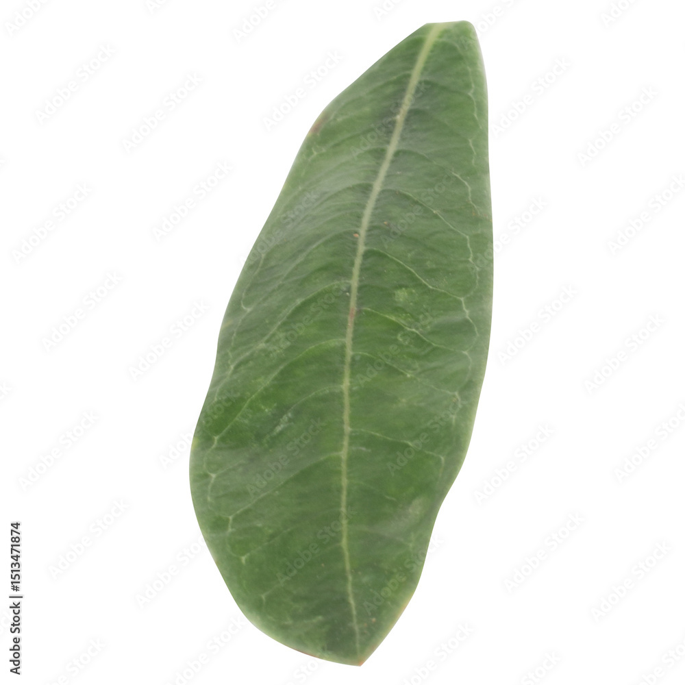 Obraz premium leaf collection isolated on white background