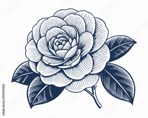 Create a bold, vector illustration of a single camellia flower with thick, defined strokes.  High detail, vibrant color.