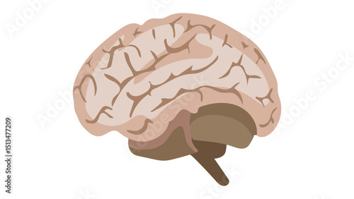human brain isolated on white background