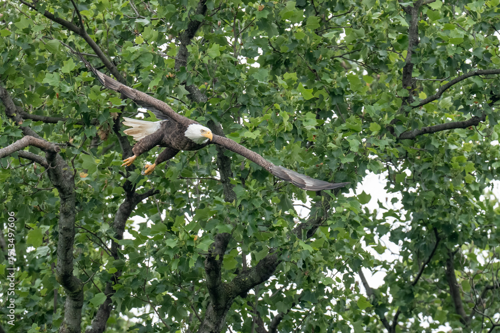 An adult bald eagle takes flight from a tree branch An adult bald eagle takes flight from a tree branch