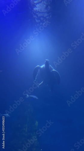 Wallpaper Mural Sea creatures swimming in underwater aquarium environment. Torontodigital.ca