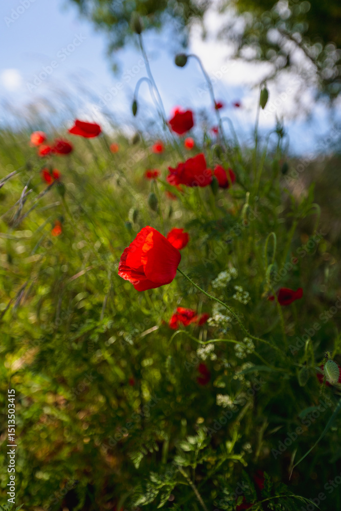Obraz premium poppy, field, flower, red, summer, nature, flowers, meadow, spring, poppies, plant, bloom, beauty, grass, garden, blossom, sky, rural, sun, color, beautiful, flora, wild, landscape, season, red, summe