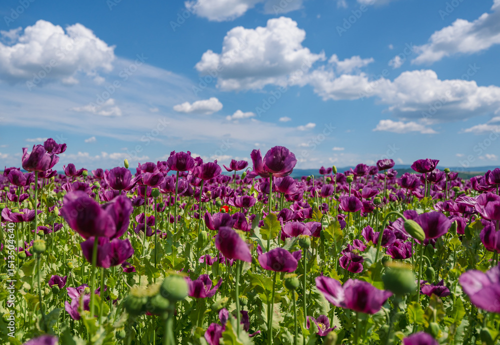 Obraz premium poppy, field, flower, red, summer, nature, flowers, meadow, spring, poppies, plant, bloom, beauty, grass, garden, blossom, sky, rural, sun, color, beautiful, flora, wild, landscape, season, red, summe