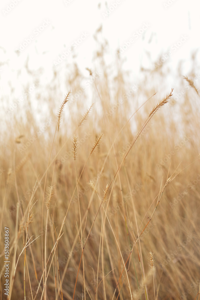 Fototapeta premium Calm natural background in beige tones. Several dry blades of grass on a blurred background of a wild field