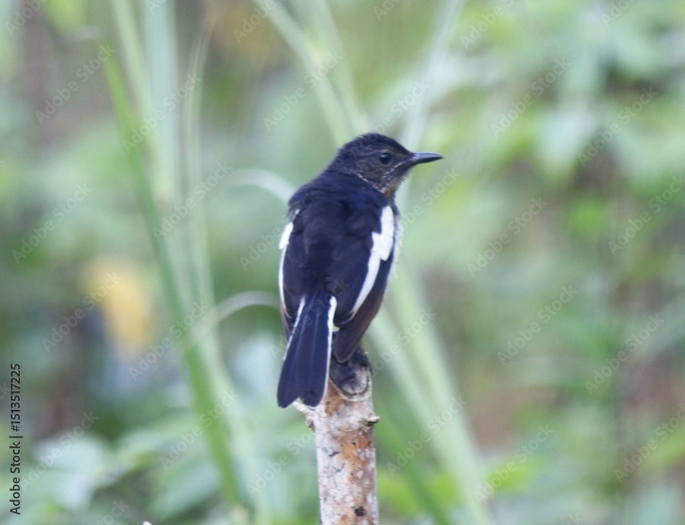 Oriental magpie-robin - Copsychus saularis Oriental magpie-robin - Copsychus saularis