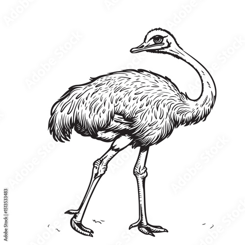 Vector illustration.  realistic sketch of ostrich