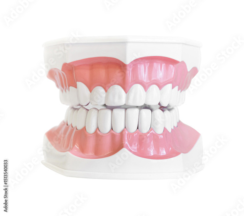 Dental jaw model. Isolated