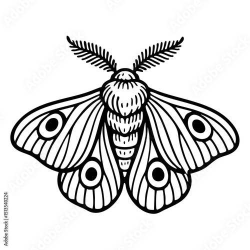 Silkworm Moth Doodle - Order Lepidoptera