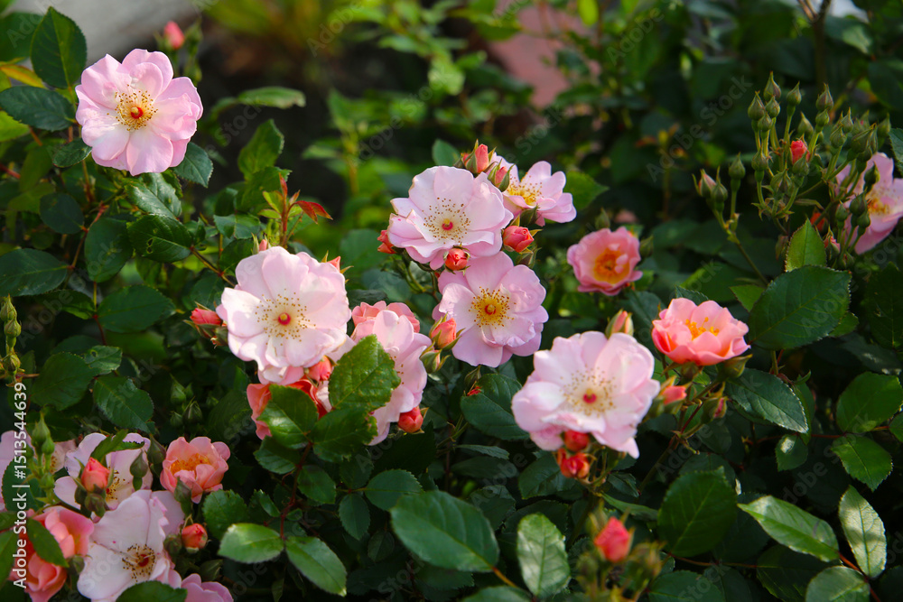 A beautiful rose bush in a public park in Japan A beautiful rose bush in a public park in Japan