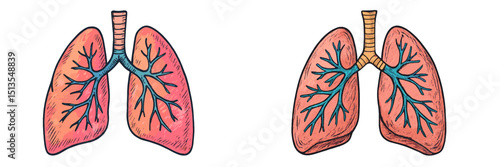 Detailed illustration of human lungs showcasing bronchial structure and anatomical features in vibrant colors