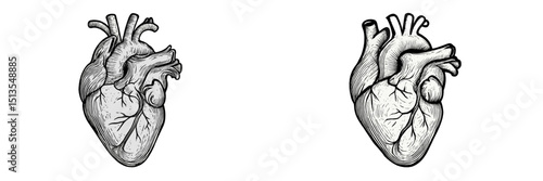 Detailed artistic representation of human hearts showcasing anatomy and structure in black and white illustration