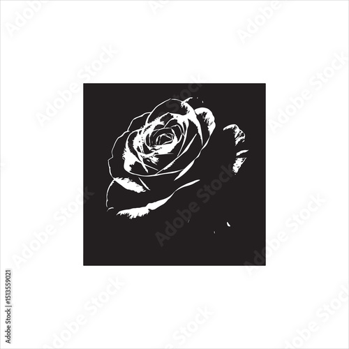black and white combination rose