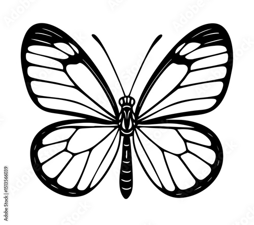 Glasswing Butterfly - Order Lepidoptera