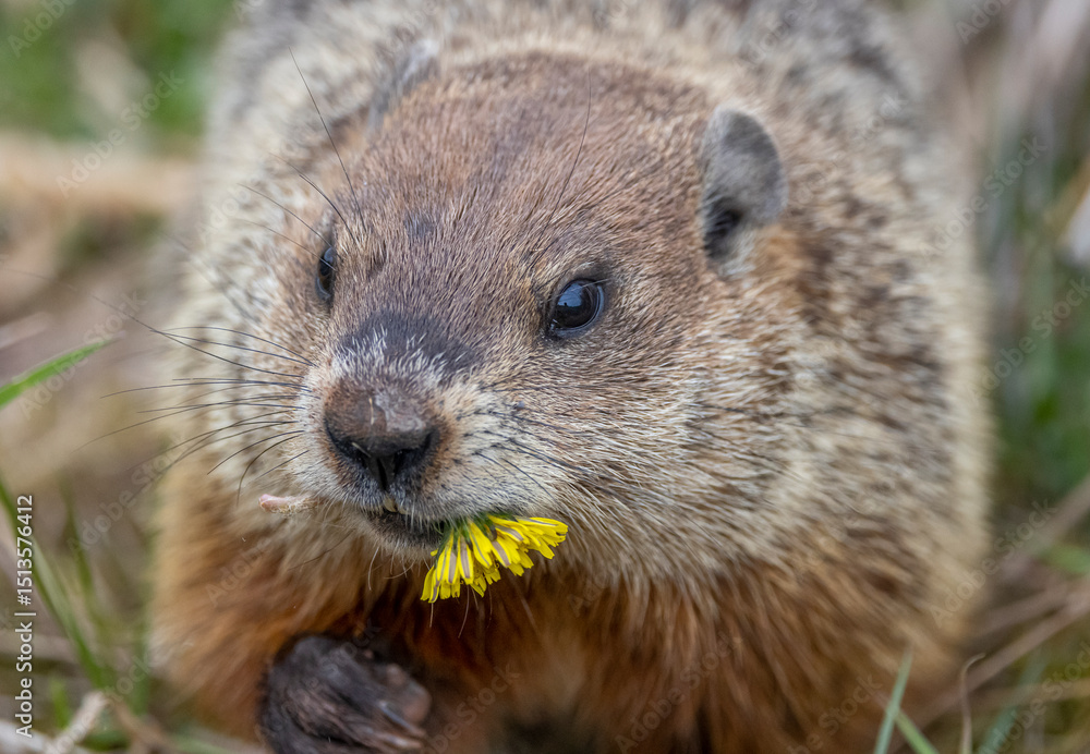 Groundhog Groundhog
