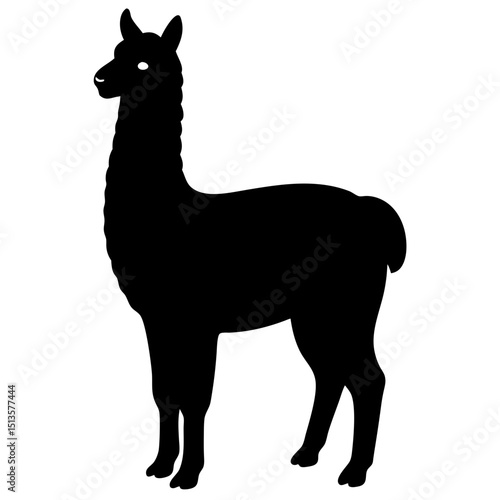 alpaca on white background