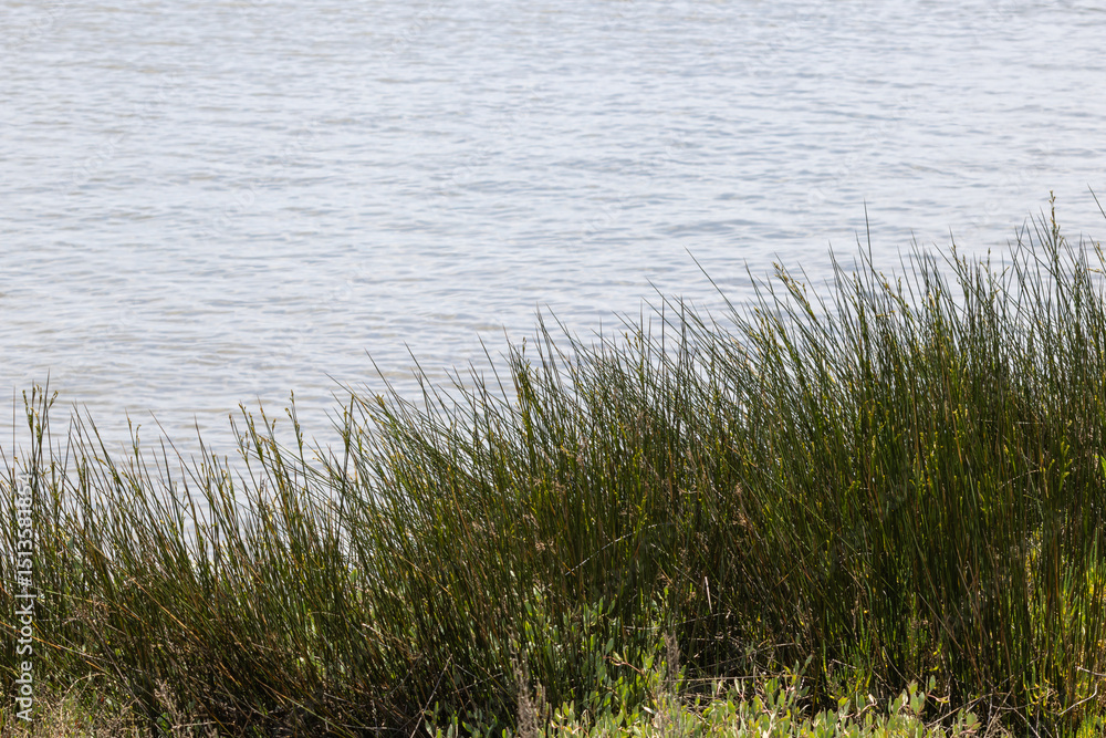 Green grass growing on the shore of a lake on a sunny day Green grass growing on the shore of a lake on a sunny day