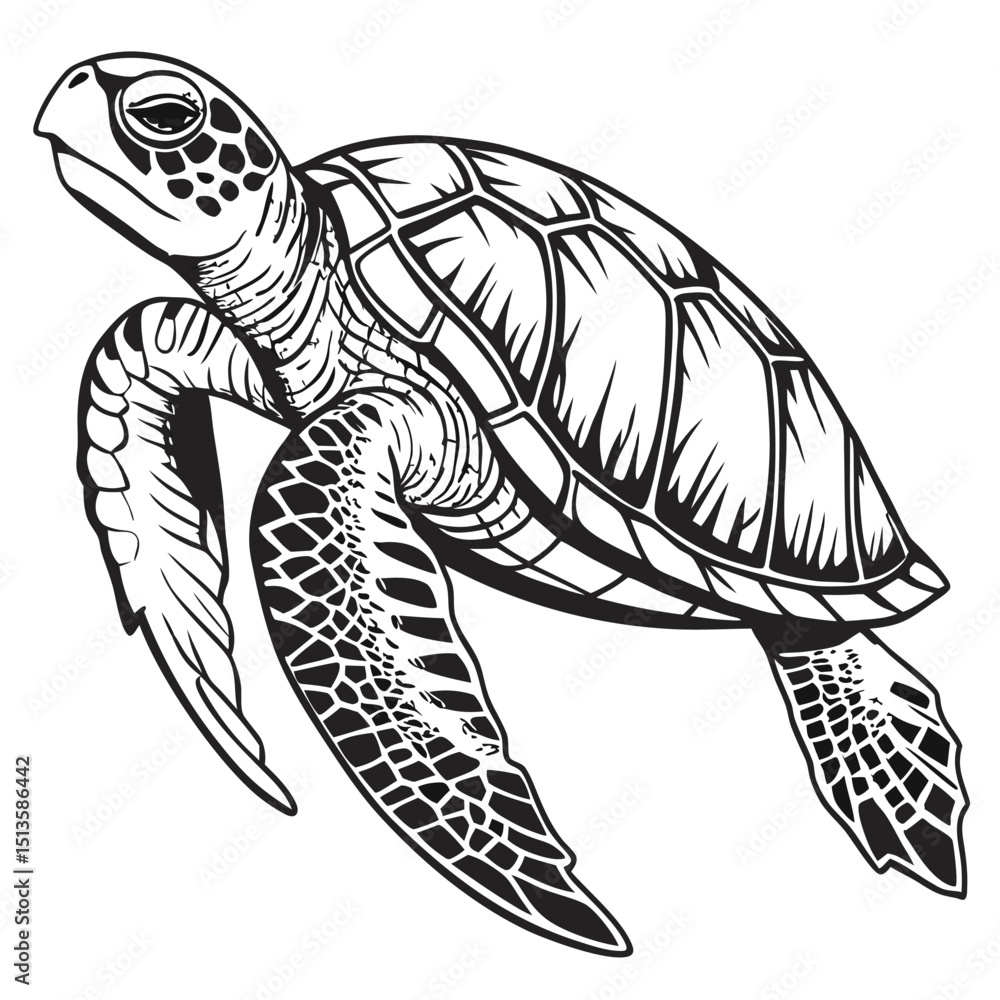 Fototapeta premium turtle on a white background
