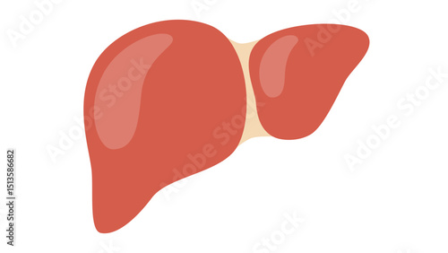 Human Liver Anatomy Icon