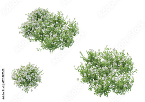 Genista Hispanica,lavender flowers isolated on white	

