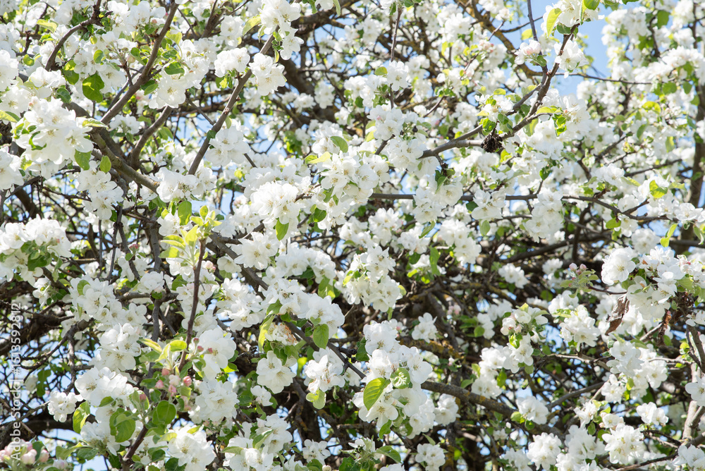 Blossoming trees in spring in the village Blossoming trees in spring in the village