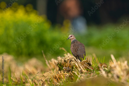 Spotted Dove,Pigeon,common bird found in Bangladesh with Green field blur Background