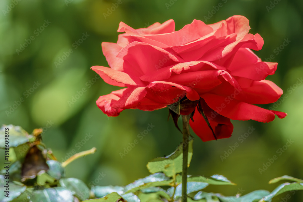 A red rose in full bloom illuminated by the morning sun, captured at a garden near the colonial town of Villa de Leyva, in the central Andean mountains of Colombia. A red rose in full bloom illuminated by the morning sun, captured at a garden near the colonial town of Villa de Leyva, in the central Andean mountains of Colombia.