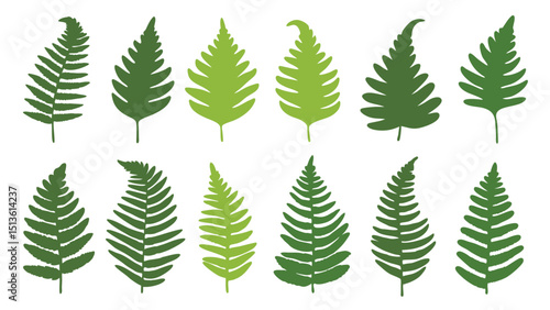 Set of colorful fern silhouettes vector