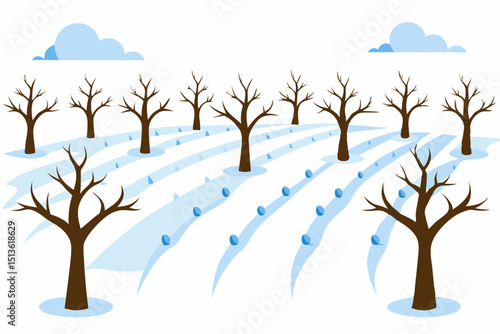 wintery orchard with rows of leafless trees 
