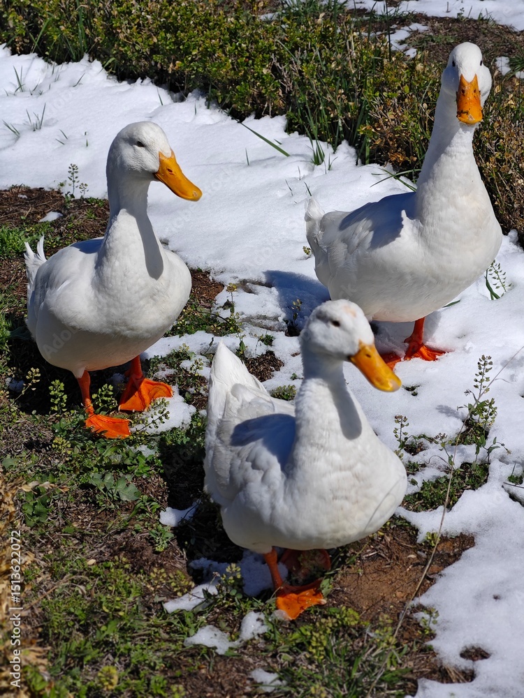 Obraz premium ducks on the snow