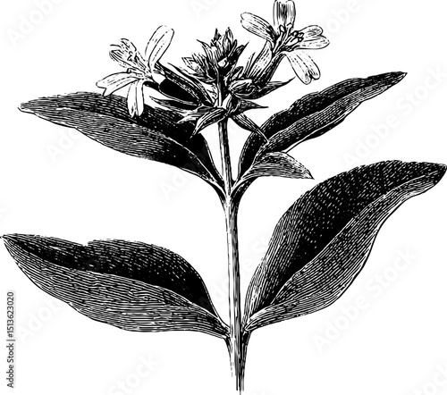 Engraved botanical illustration of chickweed sprig featuring detailed black ink design