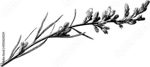 Detailed botanical engraving of goldenrod stem for art and design projects