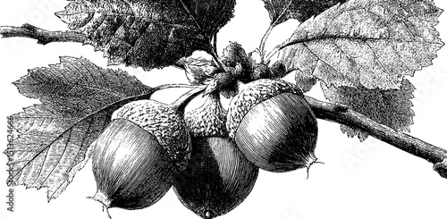Intricate engraved illustration of hazelnut branch - botanical art design for nature enthusiasts