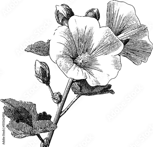 Intricate engraved mallow flower design for artistic prints and botanical projects