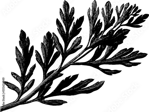 Detailed botanical engraving of shepherd's purse plant for herbal and natural themes