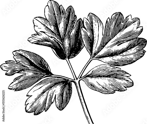 Engraved botanical illustration of sweet woodruff leaf for plant enthusiasts and designers