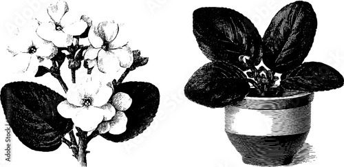 Engraved illustration set of african violet flower for botanical design
