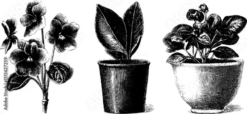 Engraved illustration set of african violet flowers in various pots for botanical design