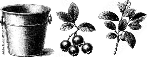 Engraved botanical illustrations of blueberry plants and metal bucket for design