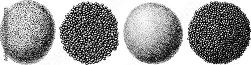 Engraved botanical illustration set featuring chia and sesame seeds design for print
