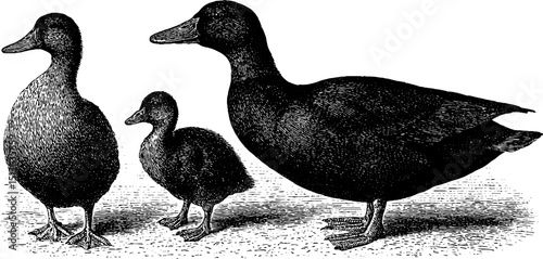 Vintage engraving of duck and drake family for ornamental design and nature themes