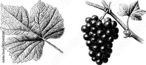 Detailed engraved illustration of grapevine leaves and bunches for design and decoration