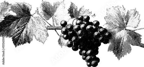 Vintage engraving of grapes and grapevine for botanical design and print