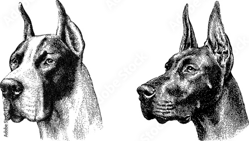 Detailed engraved illustration of great dane dogs for artistic design and decor
