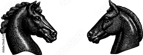 Horse head illustration engraved set. Vintage design with equine animal in black and white sketch. Detailed artwork and classical drawing realism art.