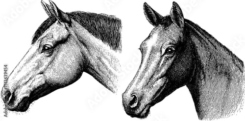 Engraved horse and horse head illustrations for equestrian art and design projects