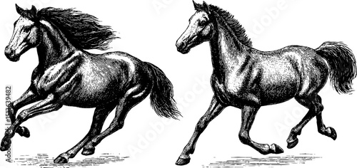 Detailed engraved illustration of galloping horses with flowing manes