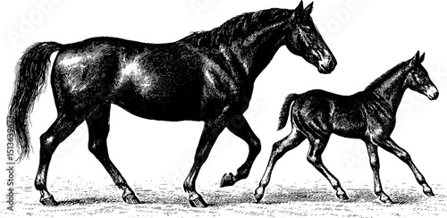 Elegant engraved illustration of horses walking with detailed mane design
