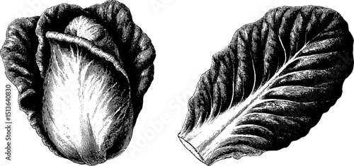 Engraved lettuce illustration set for botanical design and print decor