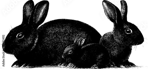 Vintage engraved illustration of male and female rabbits with baby