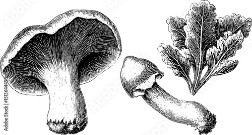 Detailed engraved botanical illustration of various mushrooms